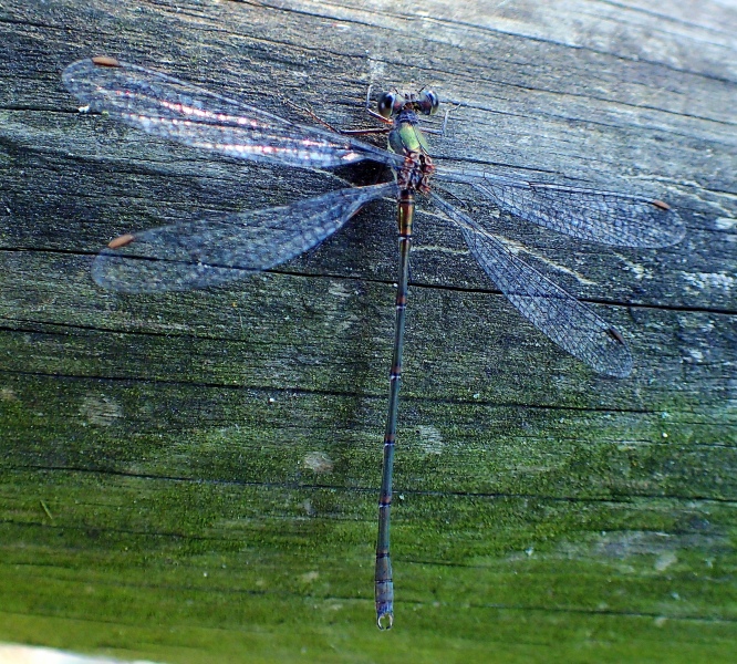 Chalcolestes viridis,  maschio